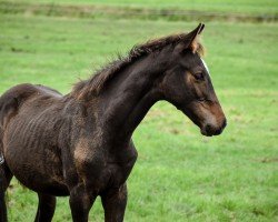 Pferd Capt‘ N Crunch HK (Holsteiner, 2024, von Chezarro)
