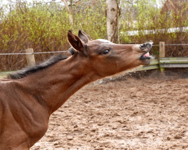 horse Sööte Deern HK (Holsteiner, 2024, from Keaton HV)
