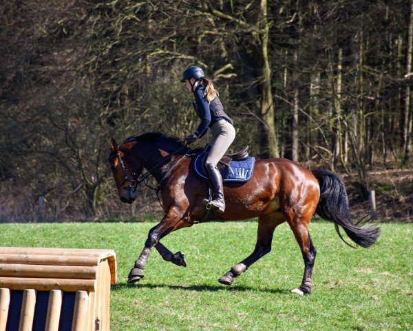 broodmare Flotte Deern 9 (Holsteiner, 2013, from Legolas)