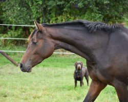 Pferd Stute von Uriko /Acolord (Holsteiner, 2021, von Uriko)