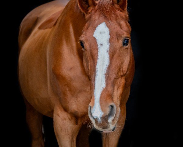 dressage horse Mona Lisa 59 (Austrian Warmblood, 2007, from Santander H)