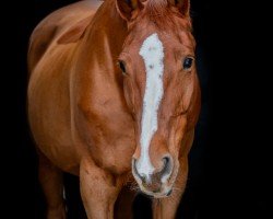 dressage horse Mona Lisa 59 (Austrian Warmblood, 2007, from Santander H)