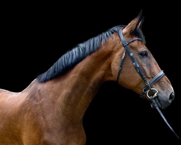 horse Cunibert La B (Bavarian, 2008, from Conteur)