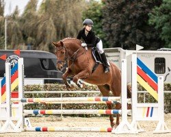 jumper Bifferts Beauty (Westphalian, 2017, from Bodyguard 49)