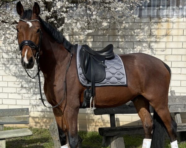 Dressurpferd BASU's Attila (Deutsches Sportpferd, 2013, von Ampère)