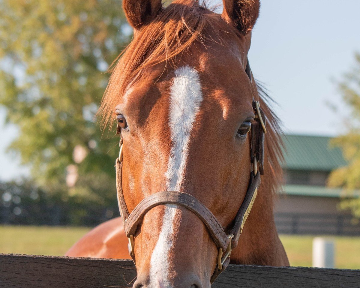 stallion Heartland xx (Thoroughbred, 2021, from Justify xx)