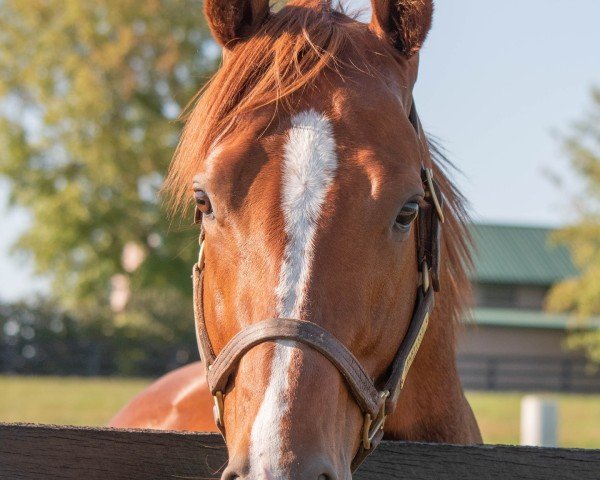 Deckhengst Heartland xx (Englisches Vollblut, 2021, von Justify xx)