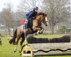 jumper Chelsea on Fire (Welsh-Cob (Sek. C), 2018, from Llanweneth Flashjack)