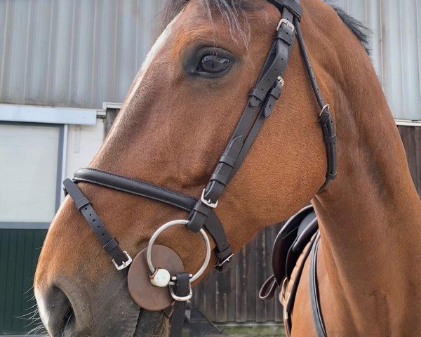 jumper Timberland B (German Sport Horse, 2016, from Toumba)