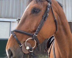 jumper Timberland B (German Sport Horse, 2016, from Toumba)