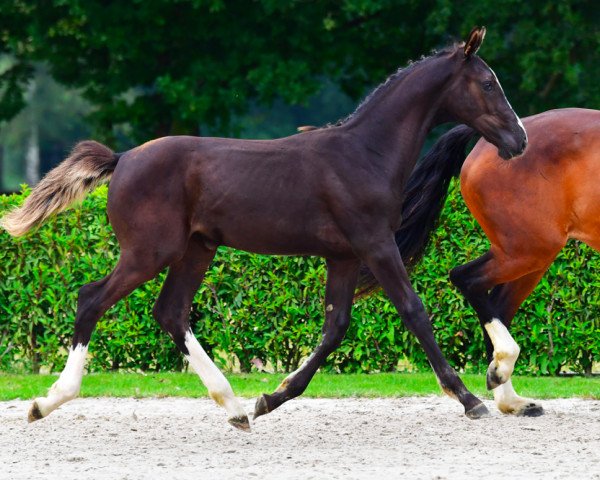 horse True Love R Z (Zangersheide riding horse, 2021, from Tangelo van de Zuuthoeve) horse True Love R Z (Zangersheide riding horse, 2021, from Tangelo van de Zuuthoeve)