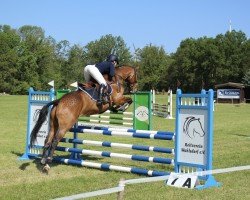 eventing horse Celtic Dream 5 (Irish Sport Horse, 2019, from Carrick Quidam de Revel)