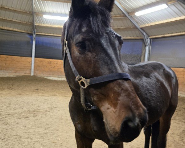 horse Conrad Willem (Rhinelander, 2019, from Ab 19 Chepetto)