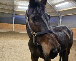 horse Conrad Willem (Rhinelander, 2019, from Ab 19 Chepetto)