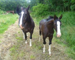 dressage horse Ursus (Heavy Warmblood, 2012, from Uranus)