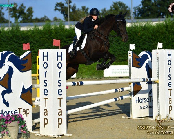jumper Amber (Swiss Warmblood, 2012, from Acomet)