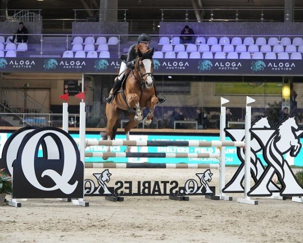Pferd Gloria Ter Wilgen Z (Zangersheide Reitpferd, 2017, von Gino-H)