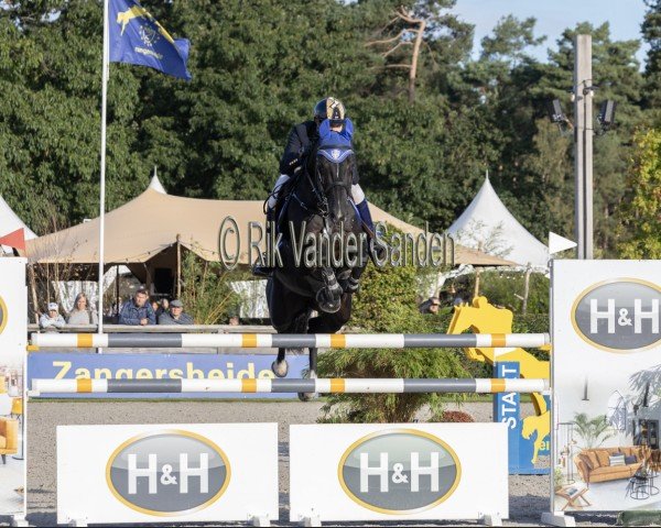 jumper Rockdale Dwerse Hagen (Belgian Warmblood, 2017, from Nixon van 't Meulenhof)