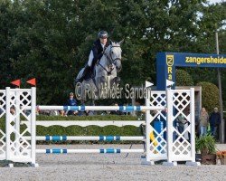 jumper Corlexus Z (Zangersheide riding horse, 2017, from Cornet Obolensky)