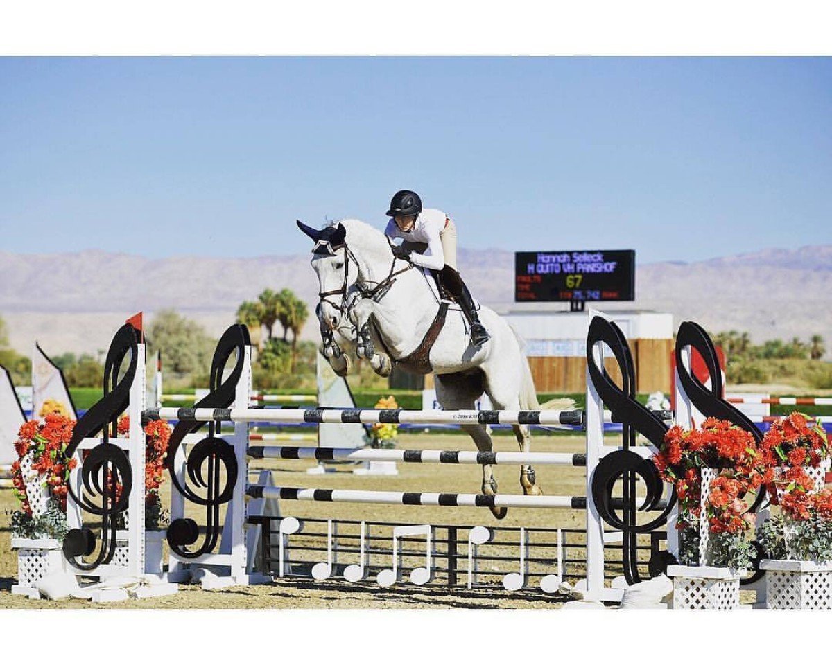 horse H-Quito van het Panishof (Belgian Warmblood, 2007, from Bufero van het Panishof)