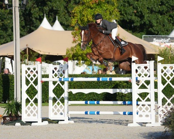 jumper Corallo Ter Wilgen Z (Zangersheide riding horse, 2017, from Comilfo Plus Z)