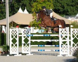 jumper Corallo Ter Wilgen Z (Zangersheide riding horse, 2017, from Comilfo Plus Z)