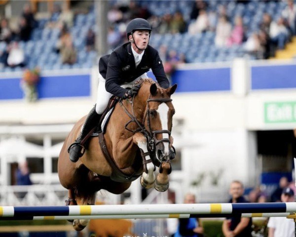 jumper Parvati Aeg (Belgian Warmblood, 2015, from Arezzo VDL)