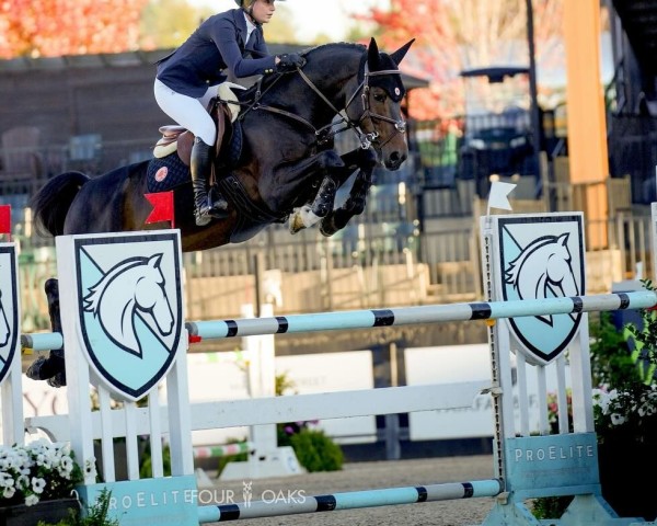 jumper Crystal Heart (German Sport Horse, 2017, from Cristallo)