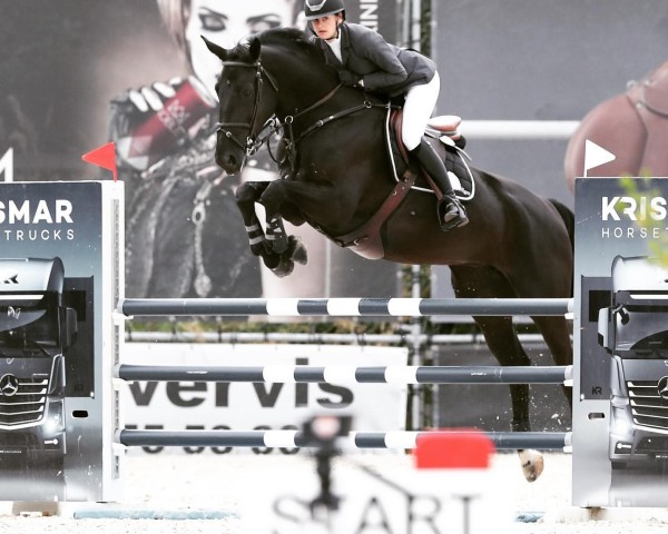 jumper Invidia Ter Wilgen Z (Zangersheide riding horse, 2016, from I'm Special de Muze) jumper Invidia Ter Wilgen Z (Zangersheide riding horse, 2016, from I'm Special de Muze)
