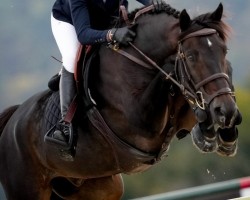 jumper Billy de Beaufour (Selle Français, 2011, from Allegreto)