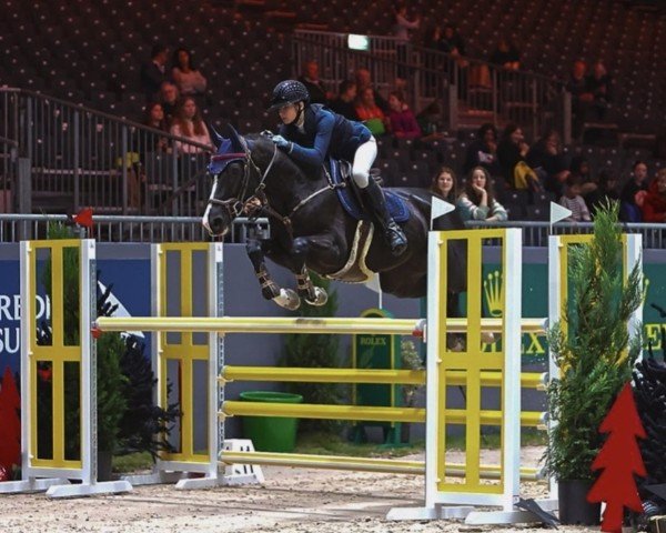 jumper Quintana van't Klavertje Vier (Belgian Warmblood, 2016, from Vigo d'Arsouilles)