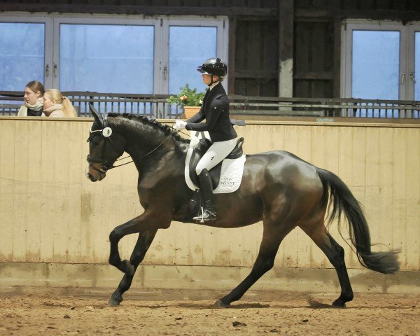 horse Bandito 73 (Hanoverian, 2021, from Bon Vivaldi NRW)