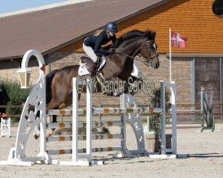 jumper Faquito (Norwegian Warmblood, 2011, from Favoritas xx)