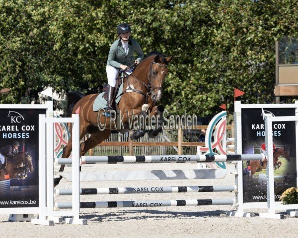 jumper Qui-Vive (Belgian Warmblood, 2016, from Tangelo van de Zuuthoeve)