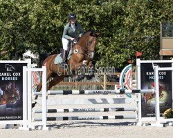 jumper Qui-Vive (Belgian Warmblood, 2016, from Tangelo van de Zuuthoeve)