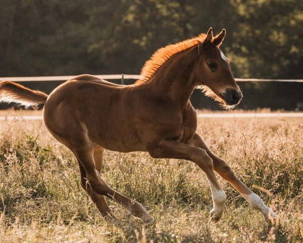 Pferd Vincoeur (Westfale, 2024, von Vagabond)