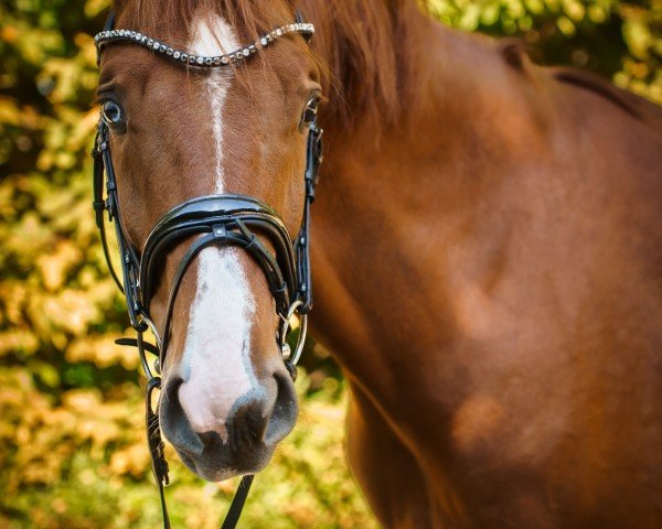 horse Dexter HK (Hanoverian, 2020, from Desperados FRH)