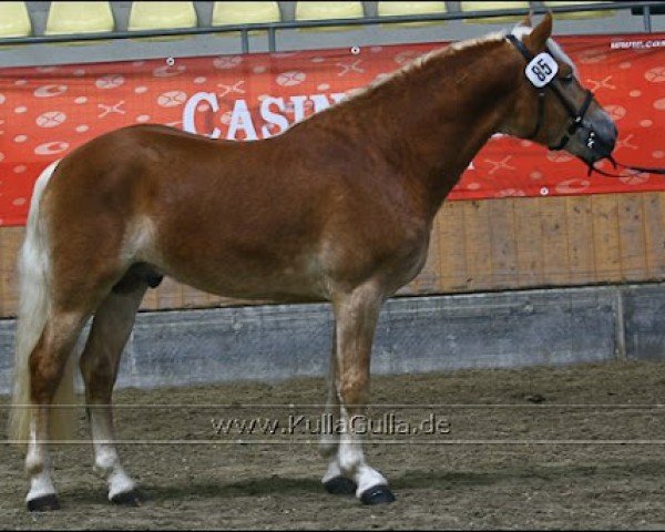 Pferd Burberry (Haflinger, 2008, von Bergamo)