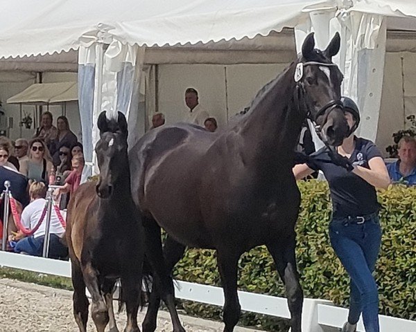 horse Hengst von Conthalou / Nekton (Holsteiner, 2023, from Conthalou)