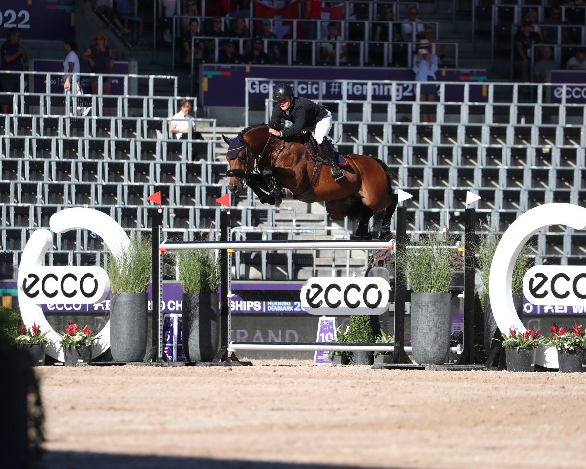 stallion Indoletto (Holsteiner, 2008, from Indoctro)