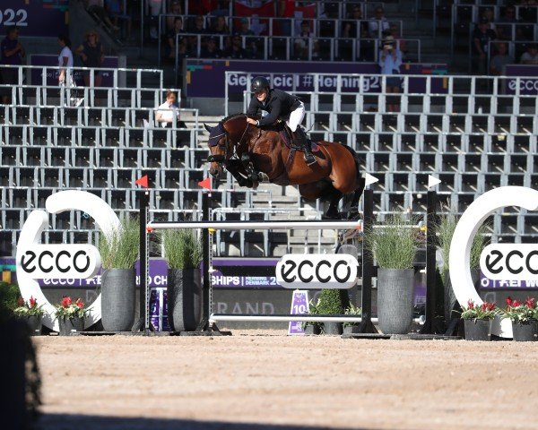 stallion Indoletto (Holsteiner, 2008, from Indoctro)