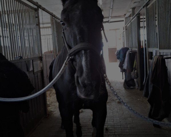 Dressurpferd Fabiola N (Hannoveraner, 2003, von Florianus)