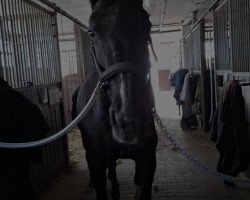 dressage horse Fabiola N (Hanoverian, 2003, from Florianus)