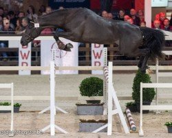 jumper Rex van't Roth (Belgian Warmblood, 2017, from Gemini CL xx)