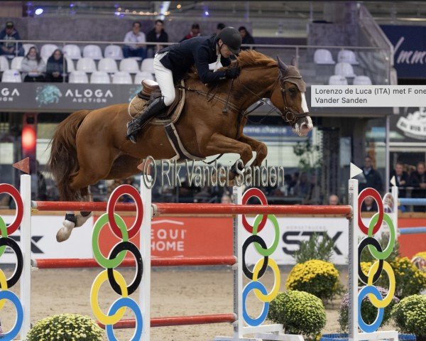 jumper Idylle of Romance (KWPN (Royal Dutch Sporthorse), 2013, from Animo)