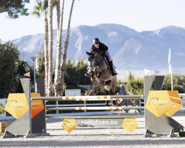 Springpferd Minfresh van Beek (KWPN (Niederländisches Warmblut), 2017, von Heart Touch)