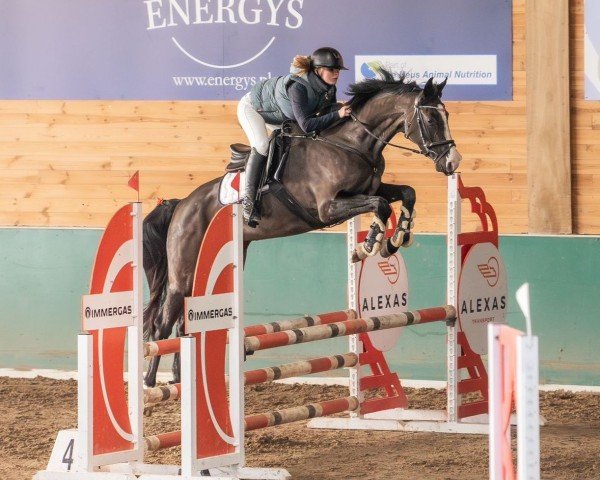 broodmare Centurina (Hanoverian, 2020, from Central Park 6)
