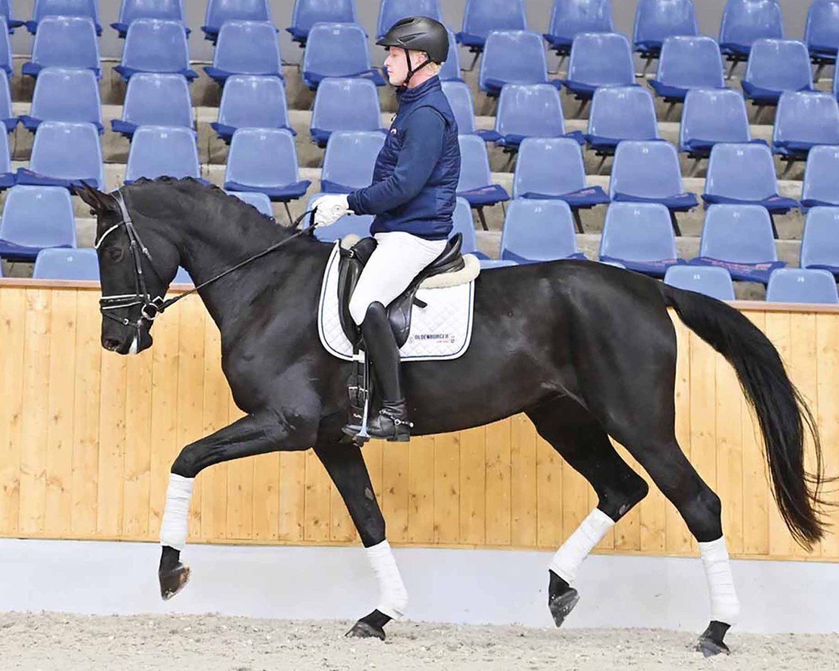 broodmare Sophie Royal BG (Oldenburg, 2017, from Sezuan)
