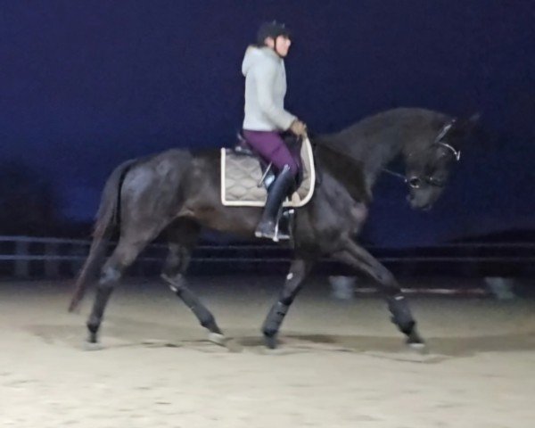 Pferd Frieda (Hannoveraner, 2020, von Bernay)