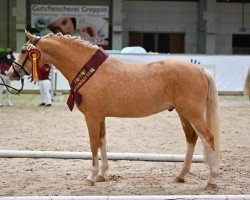 stallion Chilly Mood (German Riding Pony, 2020, from Steendieks Chilli Willi)